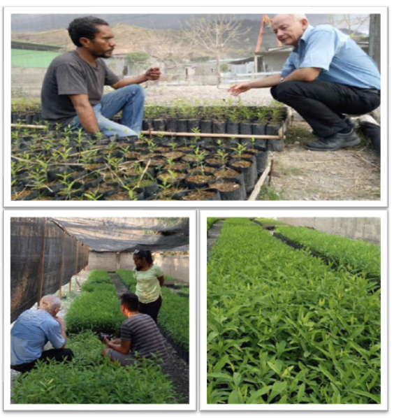 Estabelese iha tinan 2015, Milinium Green Agro e Diversos, LDA (MGAD) mak empreza privadu pioneiru ida ne'ebé hela iha fuan Timor-Leste nian.